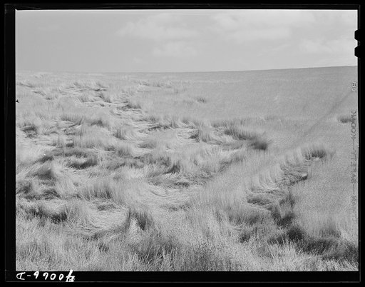 Lodged wheat, Walla Walla County, Washington. During a season of excessive moisture wheat is likely to develop more straw and lighter heads than normal; consequently when either high winds or hard rains come the tall straw bends or breaks. With modern combines it is possible to save much of the lodg