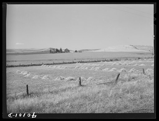 Barley in the shock. Whitman County, Washington