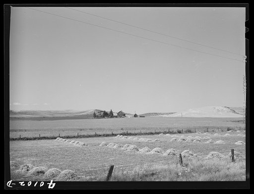 Untitled photo, possibly related to: Barley in the shock. Whitman County, Washington