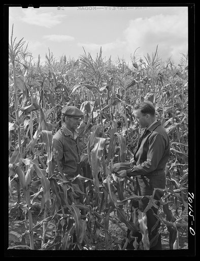 Untitled photo, possibly related to: Member of FSA (Farm Security Administation) Boundary Farms. Boundary County, Idaho