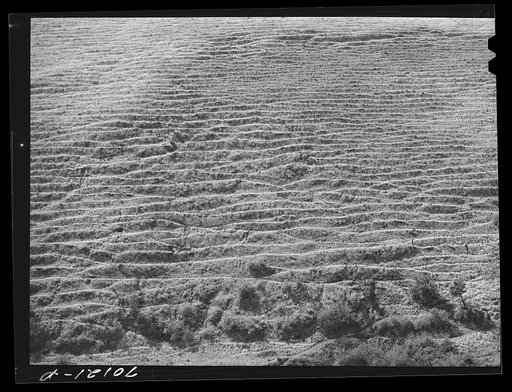Sheep trails on side of hill. Klickitat County, Washington