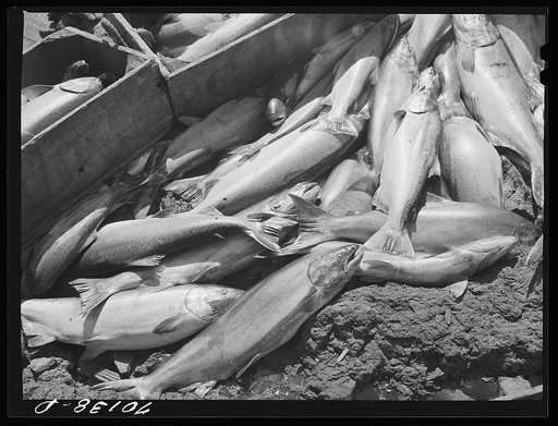Salmon caught in Columbia River, Celilo Falls, Oregon, by Indians
