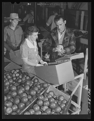 WPA (Work Projects Administration) instructor demonstrates proper method of wrapping apple at apple packing school at FSA (Farm Security Administration)