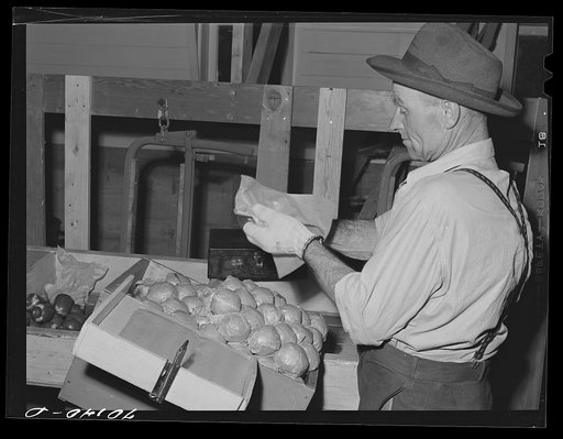 Farm worker who lives at the FSA (Farm Security Administration) farm family migratory labor camp. Yakima, Washington. He is attending the WPA (Work Projects Administration) apple packing school at the camp