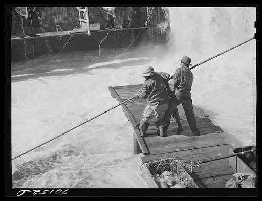 Indian fishermen pull in net heavy with salmon. Celilo Falls, Oregon