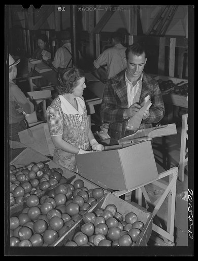 Untitled photo, possibly related to: WPA (Work Projects Administration) instructor demonstrates proper method of wrapping apple at apple packing school at FSA (Farm Security Administration)