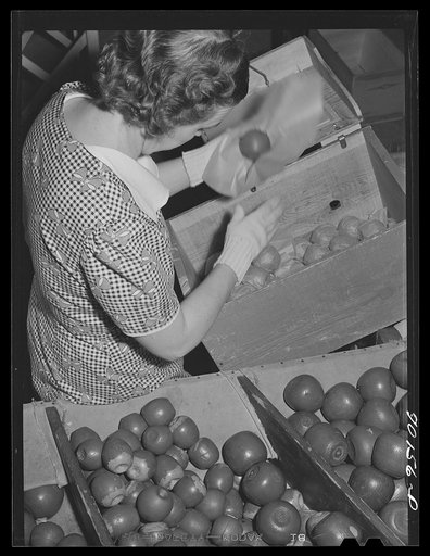 Farm woman who lives at the FSA (Farm Security Administration) farm family migratory labor camp, Yakima, Washington, packing wooden apples at the WPA (Work Projects Administration) apple packing school at the camp