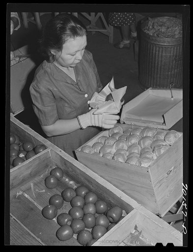 Farm woman who lives at the FSA (Farm Security Administration) farm family migratory labor camp, Yakima, Washington, packing wooden apples at the WPA (Work Projects Administration) apple packing school at the camp
