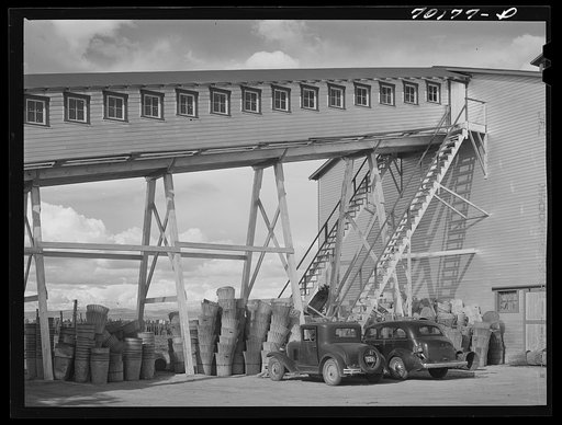 Kiln at Yakima Chief hop ranch, Yakima County, Washington. This ranch has 700 acres in hops. Hop pickers' baskets. The Yakima Chief advertised for 5,000 pickers, that is about seven pickers per acre. Washington State employment service estimates that no than four pickers per acre are needed