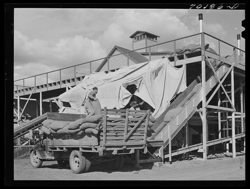 Taking sacks of hops into the kiln. Yakima Chief hop ranch, Yakima County, Washington