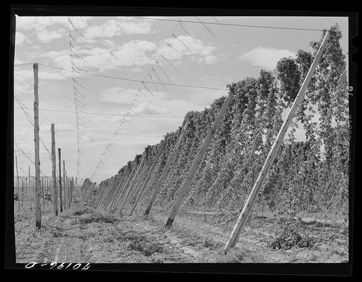 Hop vines. Yakima County, Washington