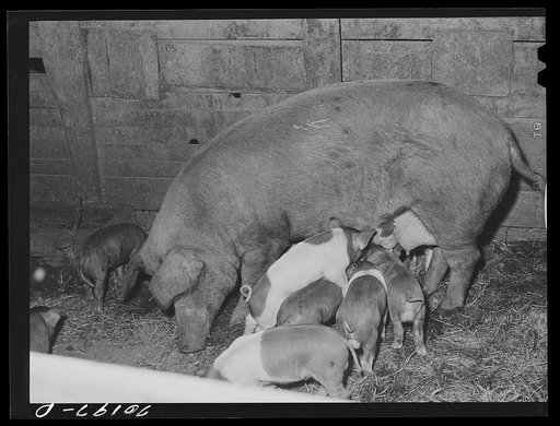 Pigs on farm of FSA (Farm Security Administration) rehabilitation borrower. Yakima County, Washington