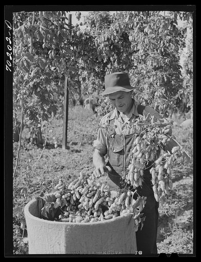 Picking hops, Yakima County, Washington. Workers were paid this year two and a half to four cents per pound.  This man said he could pick one hundred pounds a day