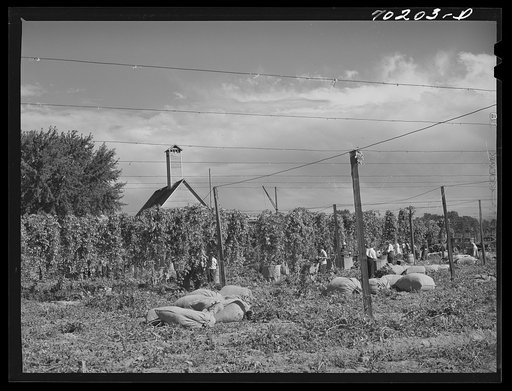 Hop field being picked. Yakima County, Washington