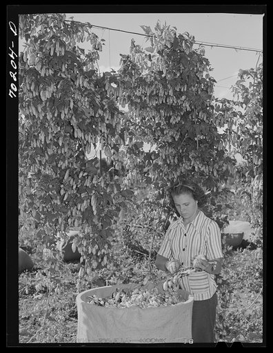 Picking hops. Yakima County, Washington