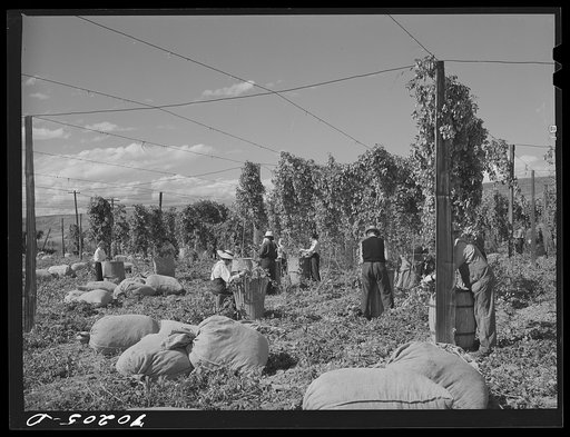 Hop pickers. Yakima County, Washington