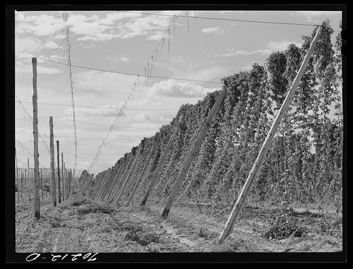 Untitled photo, possibly related to: Hop vines. Yakima County, Washington