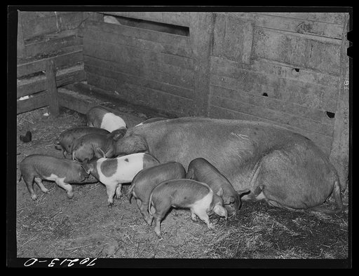 Pigs on farm in Yakima County, Washington