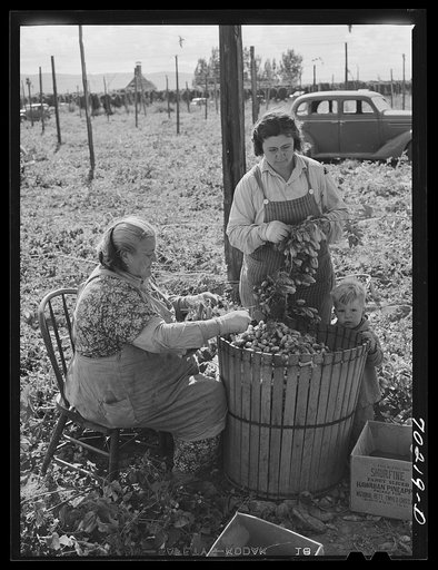 Untitled photo, possibly related to: Hop pickers. Yakima County, Washington. These are local people