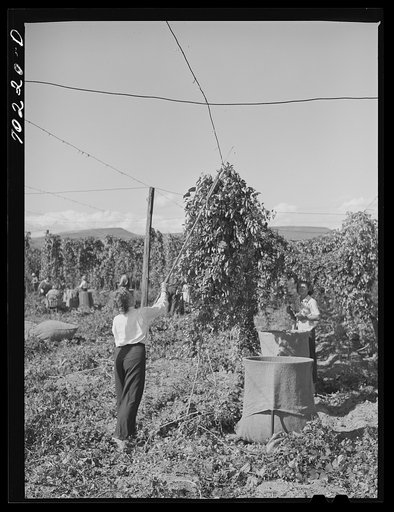 Pulling down vines in hop field. The hops or burns are then picked from the vines. Yakima County, Washington