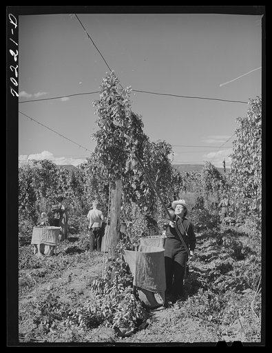Pulling down vines in hop field. The hops or burns are then picked from the vines. Yakima County, Washington