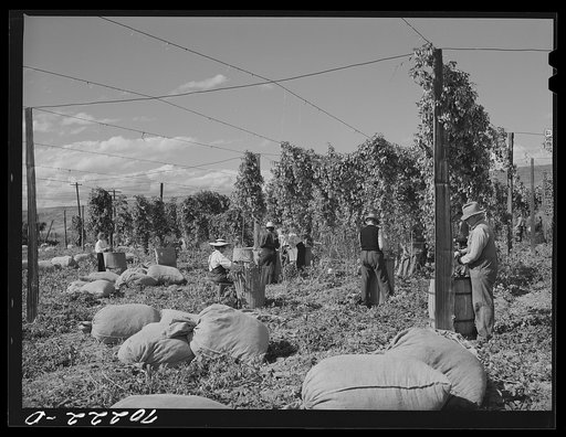 Hop pickers. Yakima County, Washington