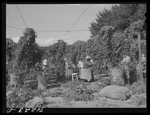 Hop pickers. Yakima County, Washington