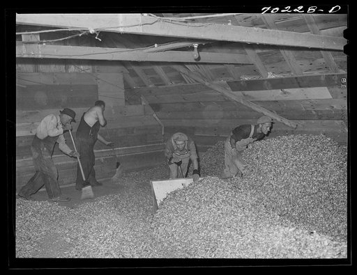 Scooping and sweeping dried hops from drying room to adjacent room where they will be baled. Yakima County, Washington. There is approximately twenty-five percent dryout of hops