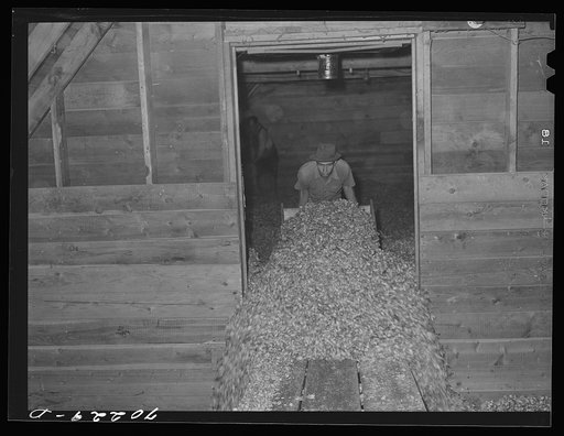 "[Untitled photo, possibly related to:  Scooping and sweeping dried hops from drying room to adjacent room where they will be baled. Yakima County, Washington. There is approximately twenty-five percent dryout of hops]"