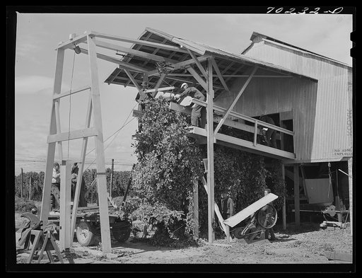 Stationary-type mechanical hop picker. The vines are brought to this shed and are fed into the machine picker. Yakima County, Washington