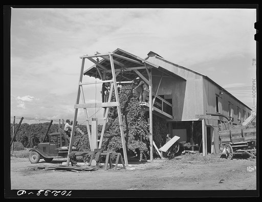 Untitled photo, possibly related to: Stationary-type mechanical hop picker. The vines are brought to this shed and are fed into the machine picker. Yakima County, Washington