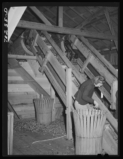 Repicker or cleaner, who works at stationary-type mechanical hop picker. Yakima County, Washington
