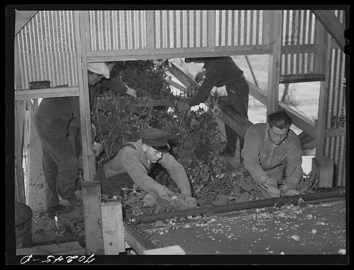 Feeding hop vines into stationary-type mechanical picker. Yakima County, Washington