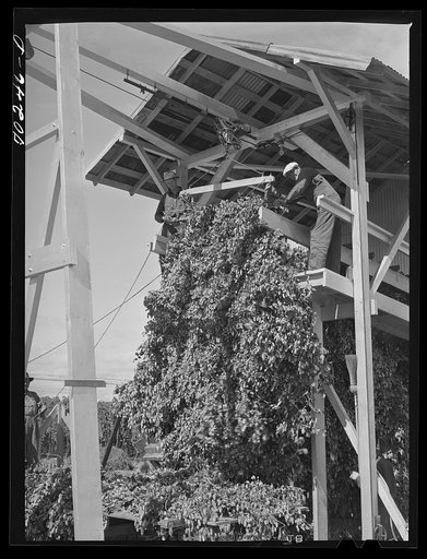 Hop vines going in stationary-type mechanical picker. Yakima County, Washington