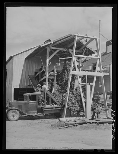 Untitled photo, possibly related to: Hop vines going in stationary-type mechanical picker. Yakima County, Washington