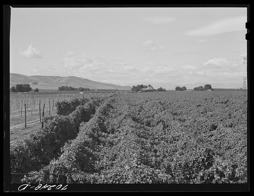 Untitled photo, possibly related to: Hop field. Yakima County, Washington