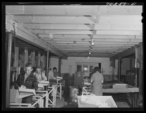 Untitled photo, possibly related to: Farm workers practicing wrapping apples in the apple wrapping school at the FSA (Farm Security Administration) farm family migratory labor camp. Yakima, Washington