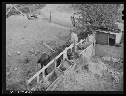 Barnyard scene. Yakima County, Washington