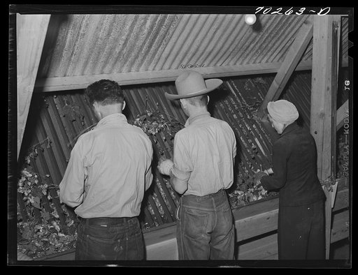 Workers at the repicking or cleaning apparatus where a stationary-type picker is used for picking hops. Yakima County, Washington