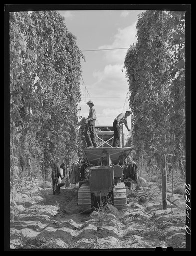 Portable-type hop picker at work in the fields, Yakima County, Washington. In 1940 there were two mechanical pickers in this county, this year (1941) there were thirty-eight, thirty-three of which were this type. Using the machines fifteen men displace one hundred hand pickers on same numbers of hou