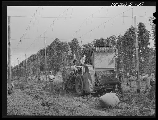 Portable-type hop picker at work in the fields, Yakima County, Washington. In 1940 there were two mechanical pickers in this county, this year (1941) there were thirty-eight, thirty-three of which were this type. Using the machines fifteen men displace one hundred hand pickers on same numbers of hou