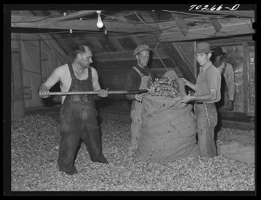 Untitled photo, possibly related to:  Drying room of kiln. Yakima County, Washington