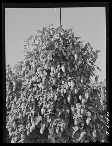 Hop vine. Yakima County, Washington