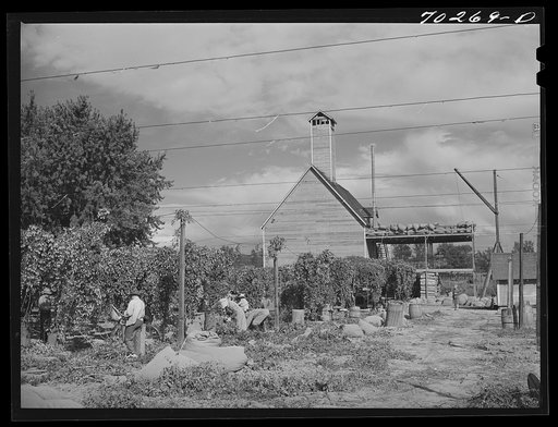 Hop pickers. Yakima County, Washington
