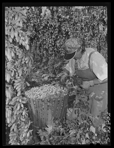 Hop picker with her basket. Yakima County, Washington