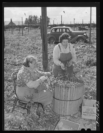 Hop pickers. Yakima County, Washington. These are local people