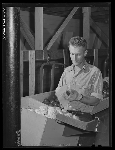 Farm worker practicing wrapping apples in the apple wrapping school at the FSA (Farm Security Administration) farm family migratory labor camp. Yakima, Washington