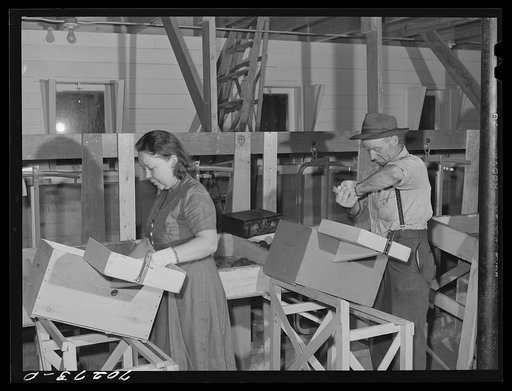 Farm worker practicing wrapping apples in the apple wrapping school at the FSA (Farm Security Administration) farm family migratory labor camp. Yakima, Washington