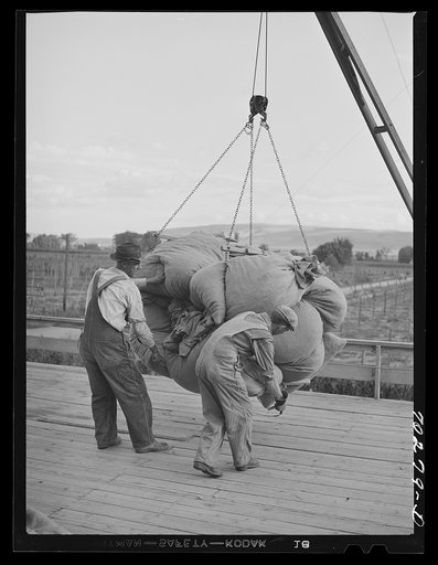Sacks of green hops are hoisted to kiln platform. Yakima Washington