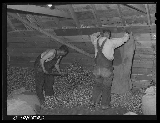 Emptying sacks of green hops into drying room of kiln. Yakima, Washington